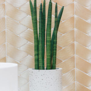 Gotovi kompleti saksije sa biljkom