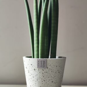 Sansevieria cylindrica u betonskoj saksiji Konus