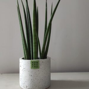 Sanseveria cylindrica u betonskoj saksiji Luna M