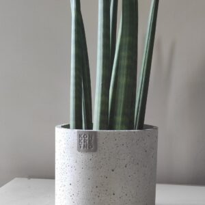 Sanseveria cylindrica u betonskoj saksiji Zegzy D17