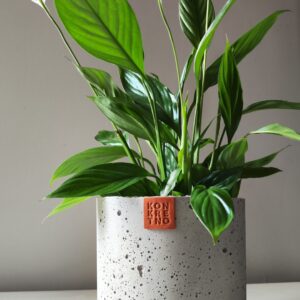 Spatifilum u betonskoj saksiji Zegzy D17