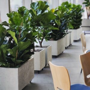 Velike saksije i žardinjere