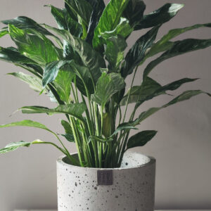 Betonska saksija Zegzy D21